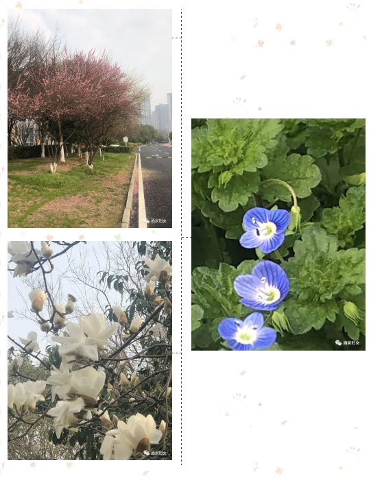 1583116006183576.jpg 1583115899(1).jpg