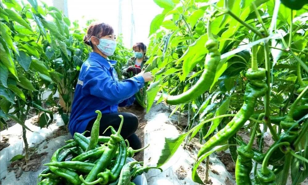 设施蔬菜3.jpg