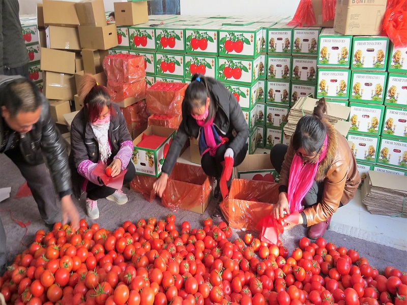 对出口西红柿进行人工精选.JPG