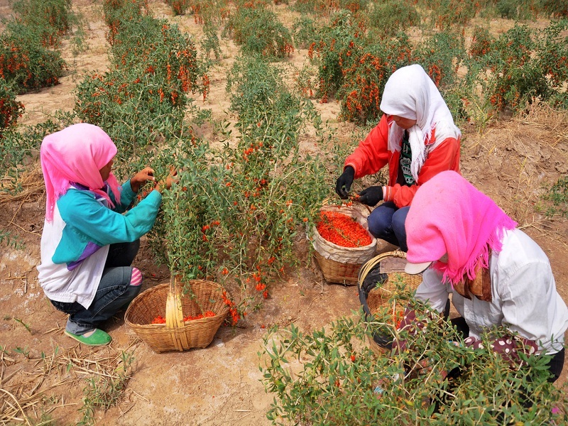 枸杞.jpg 枸杞.jpg