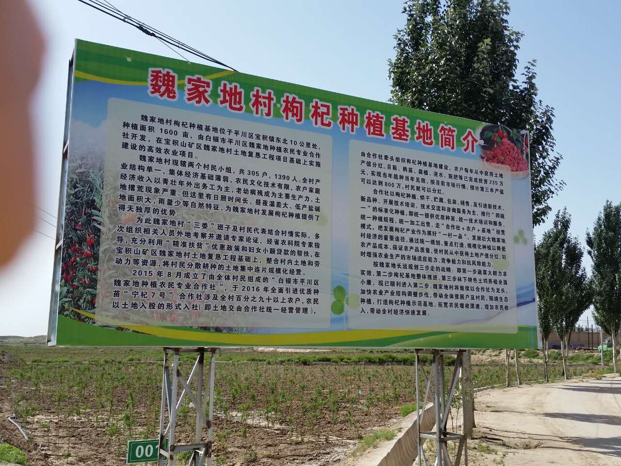 扶持宝积镇魏家地村枸杞种植基地1.jpg 扶持宝积镇魏家地村枸杞种植基地1.jpg